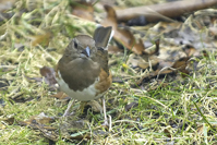 Pipilo erythrophthalmus